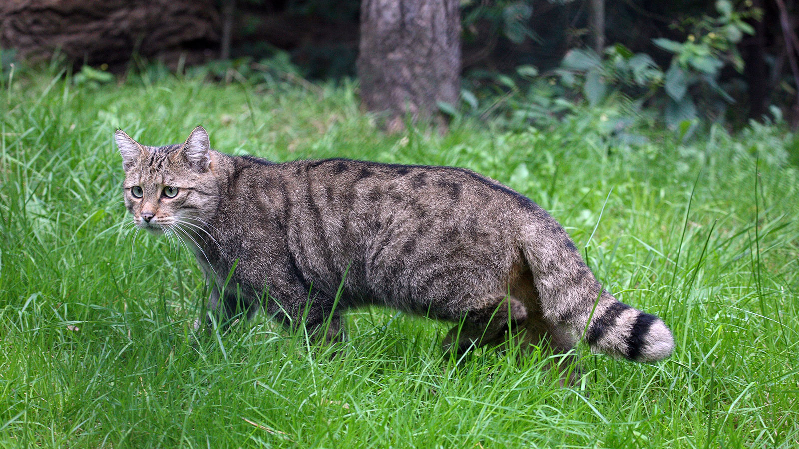 Waldkatze | Foto: Wolfgang Buchhorn/Frank Hecker