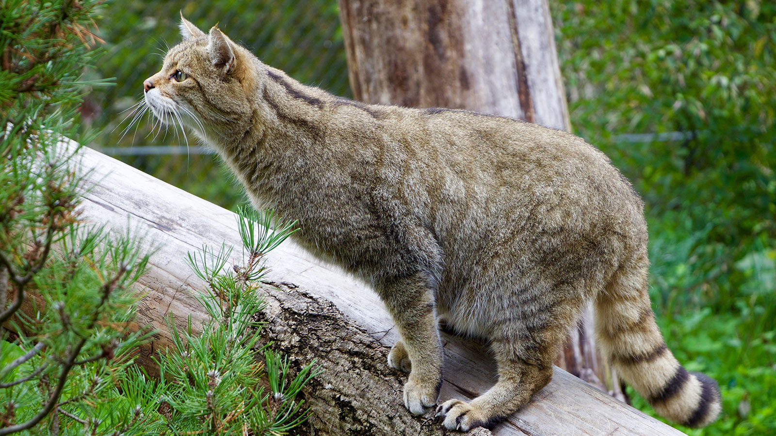 Die Rückkehr der scheuen Waldkatze | Foto: Frank Hecker